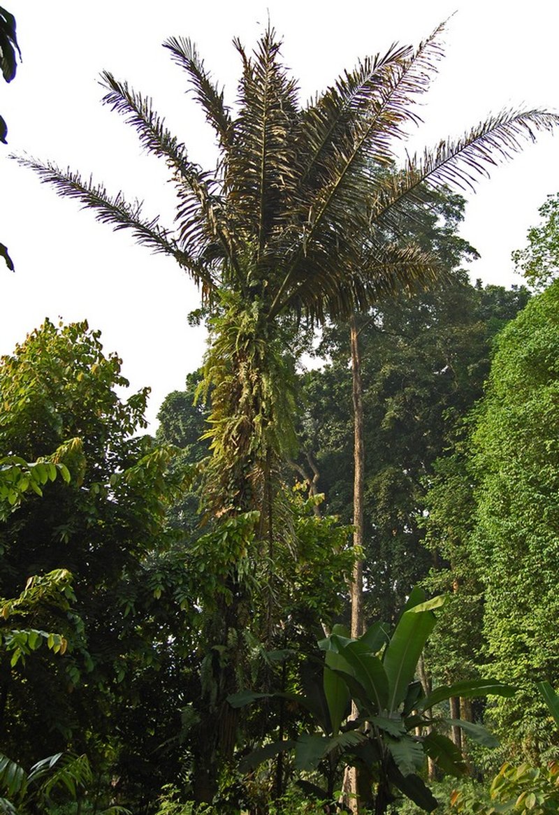 Sugar Palm