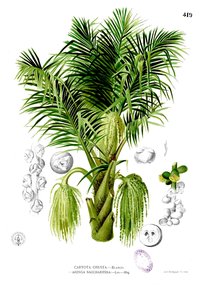 Sugar Palm