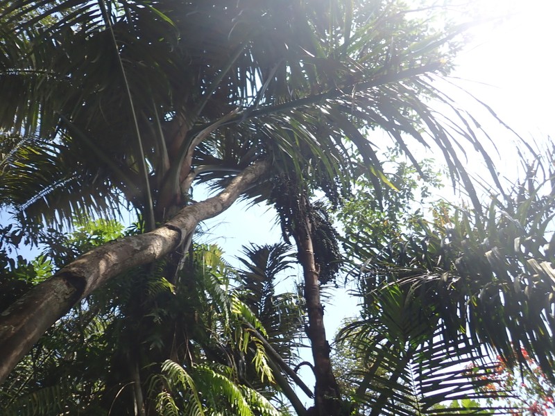 Sugar Palm photo 3