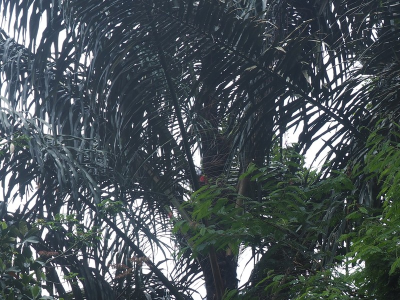 Sugar Palm photo 4