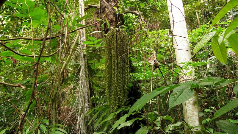 Sugar Palm photo 5