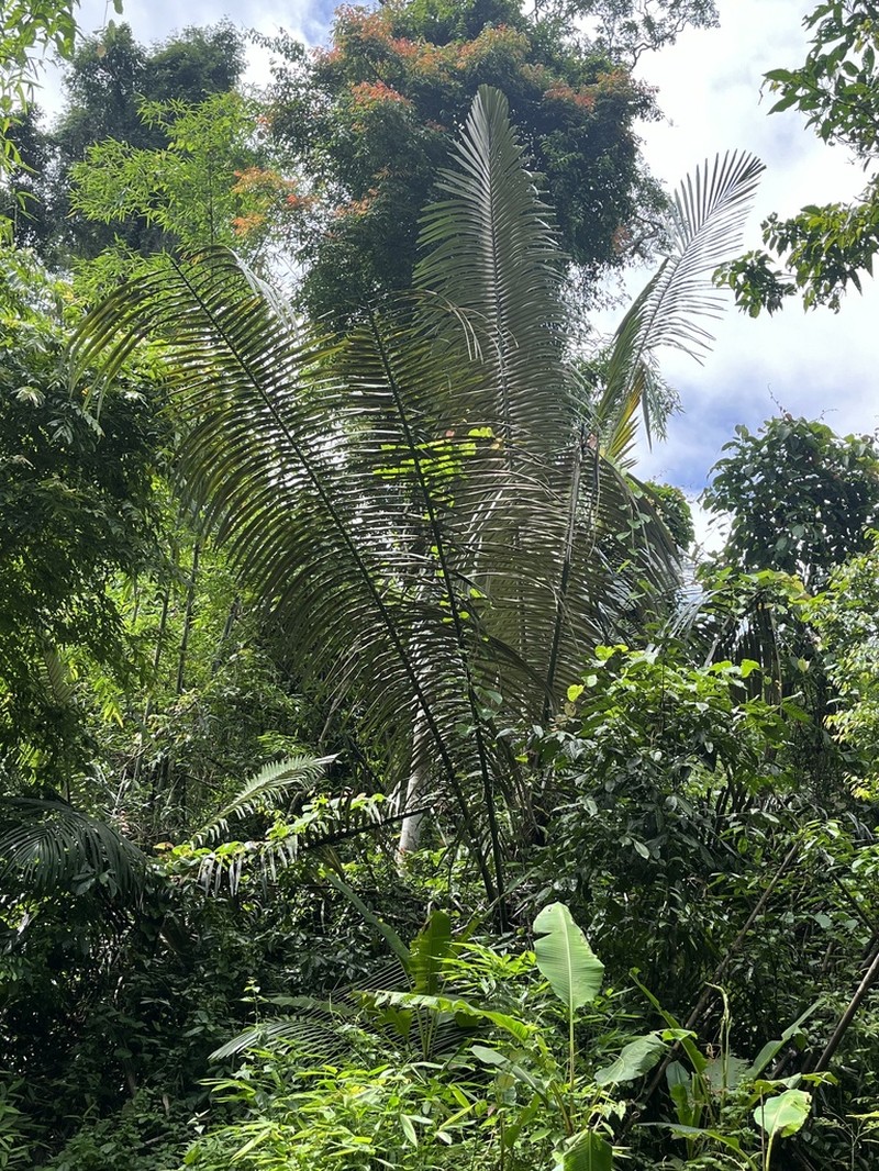 Sugar Palm photo 6