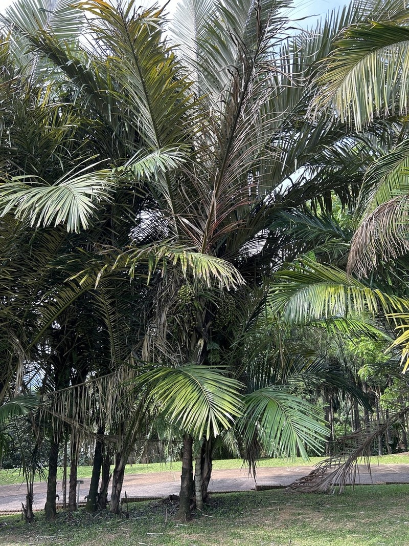 Sugar Palm photo 7