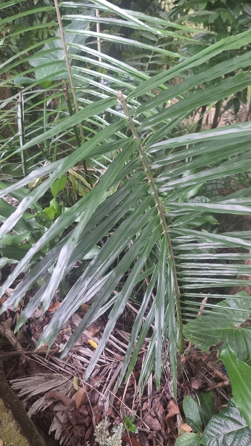 Sugar Palm photo 8