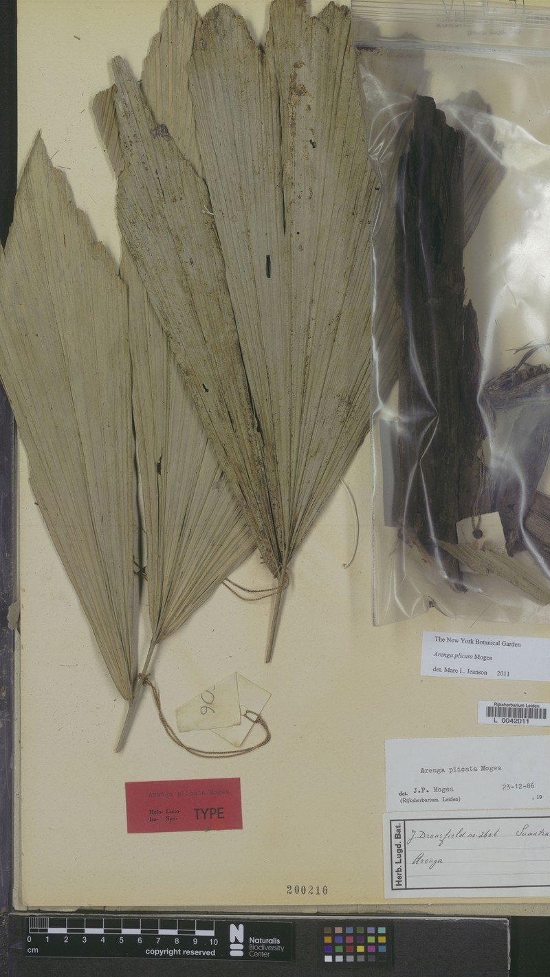 Arenga plicata photo 2