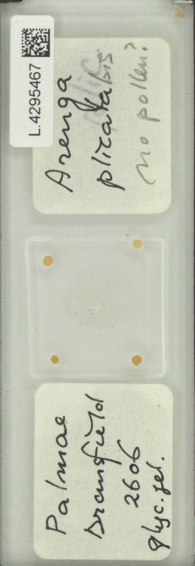 Arenga plicata photo 3