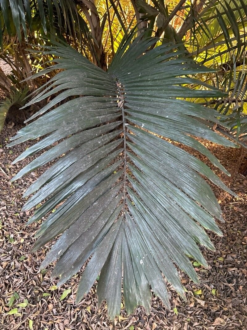 Calappa Palm