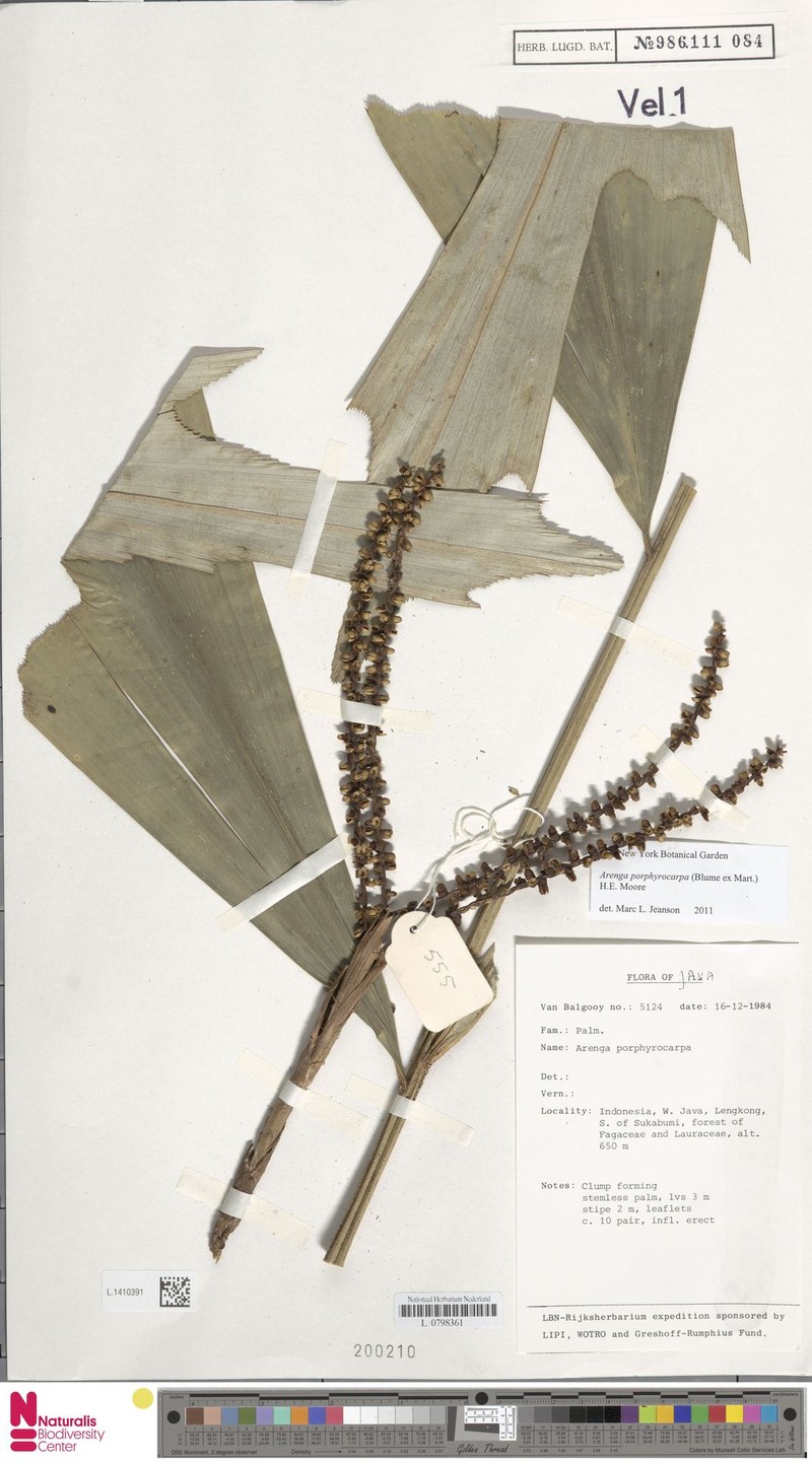 Calappa Palm