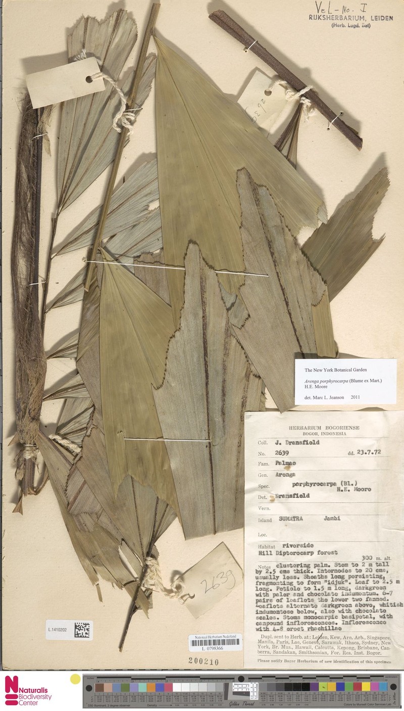 Calappa Palm photo 6