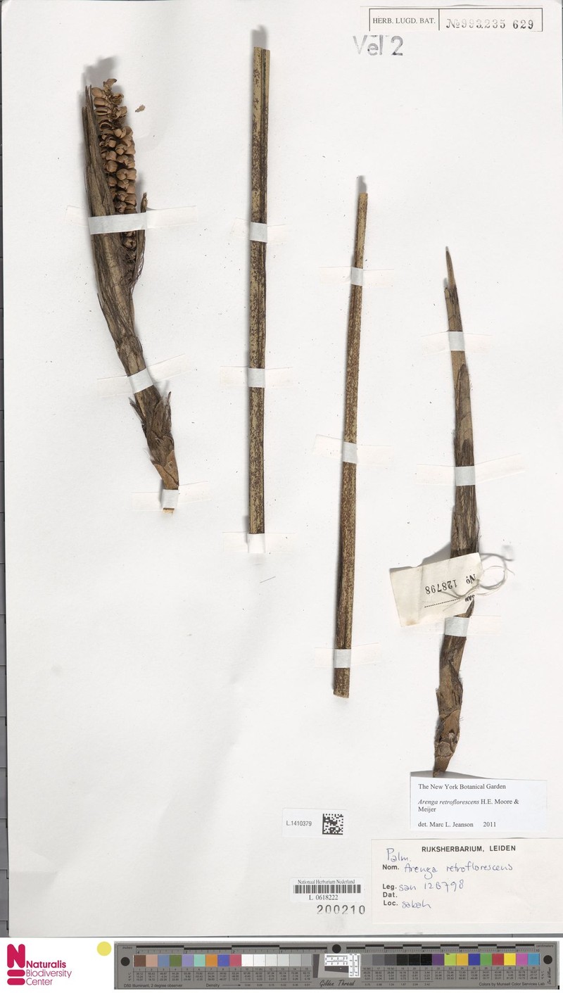 Arenga retroflorescens