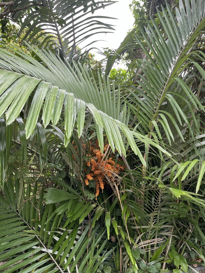 Arenga ryukyuensis