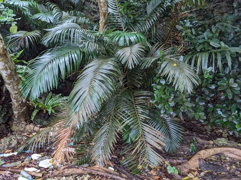 Arenga ryukyuensis photo 2