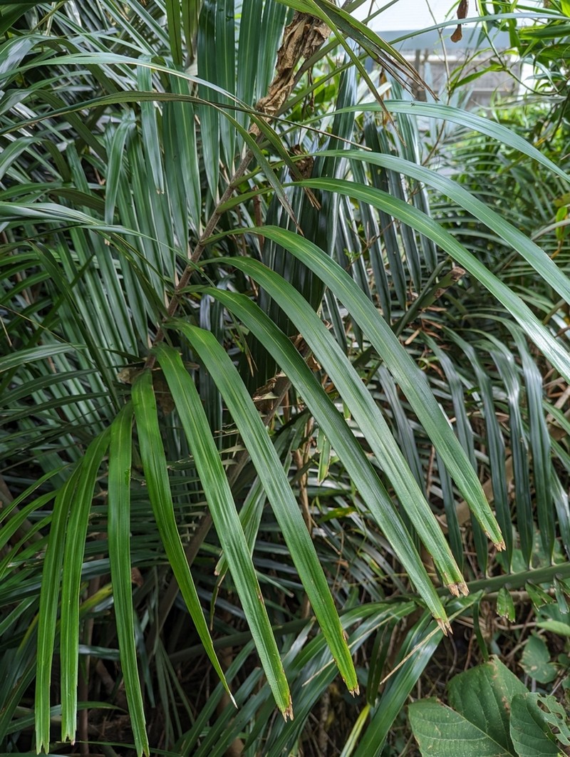 Arenga ryukyuensis photo 3