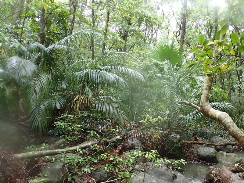 Arenga ryukyuensis photo 4