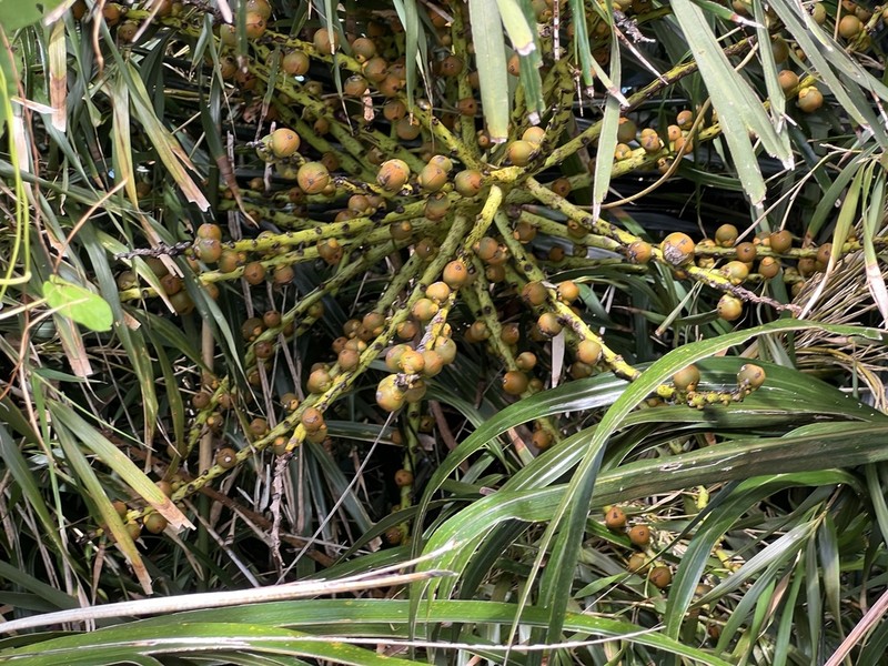 Arenga ryukyuensis photo 5