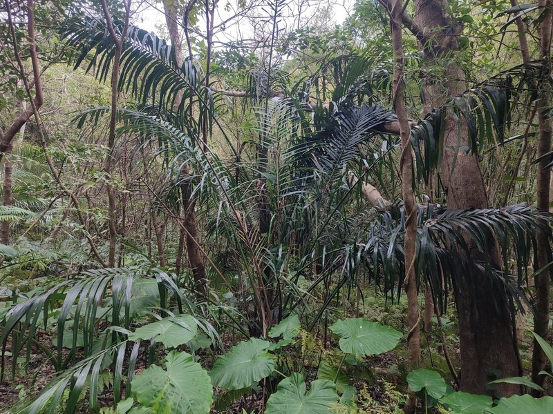 Arenga ryukyuensis photo 6