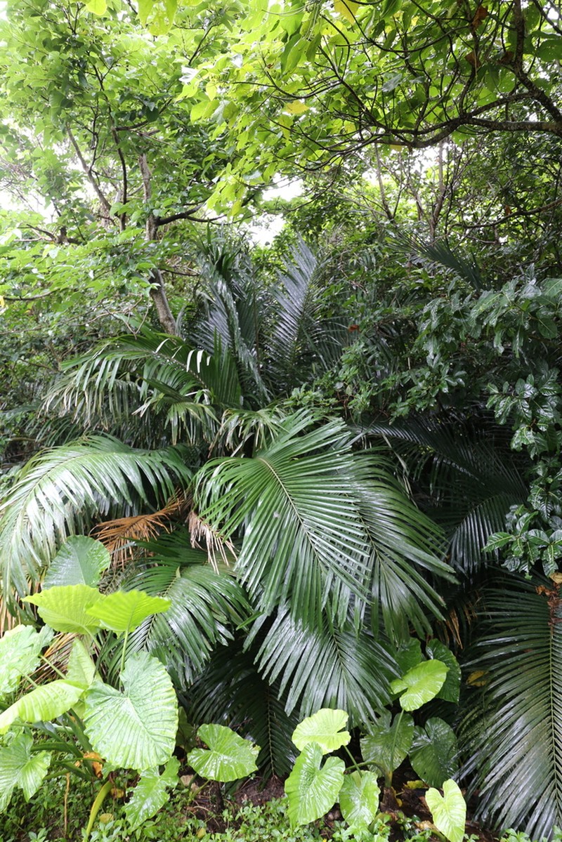 Arenga ryukyuensis photo 7