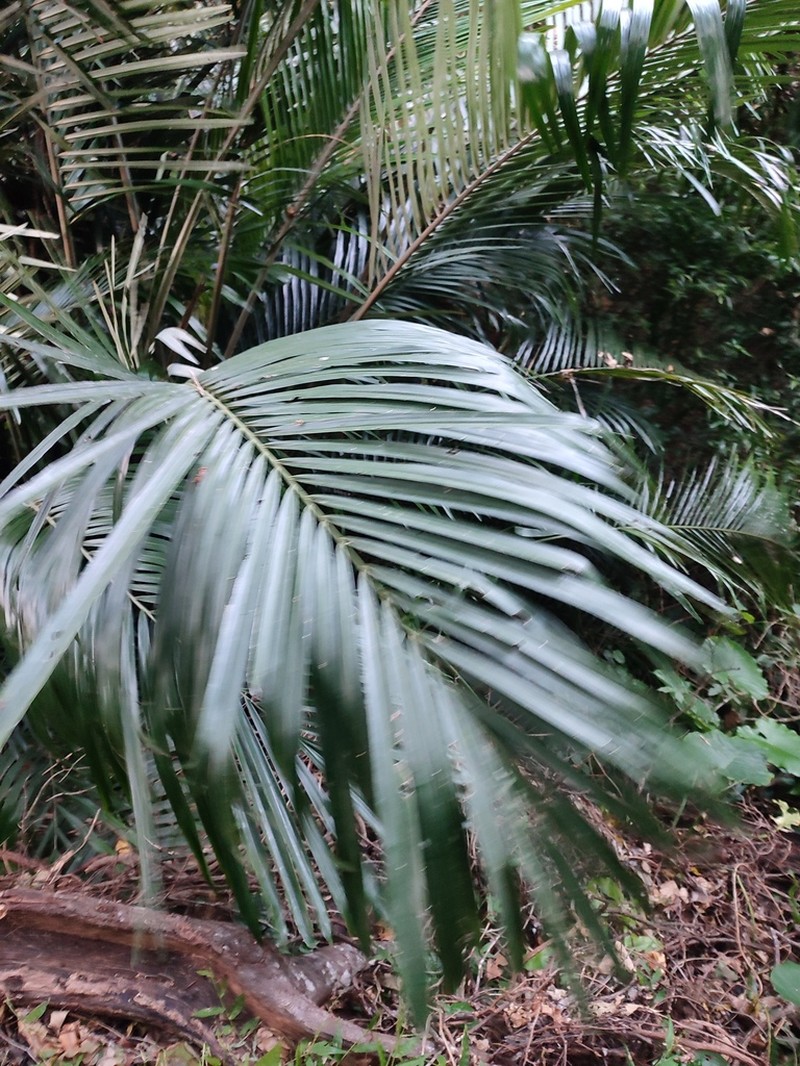 Arenga ryukyuensis photo 8