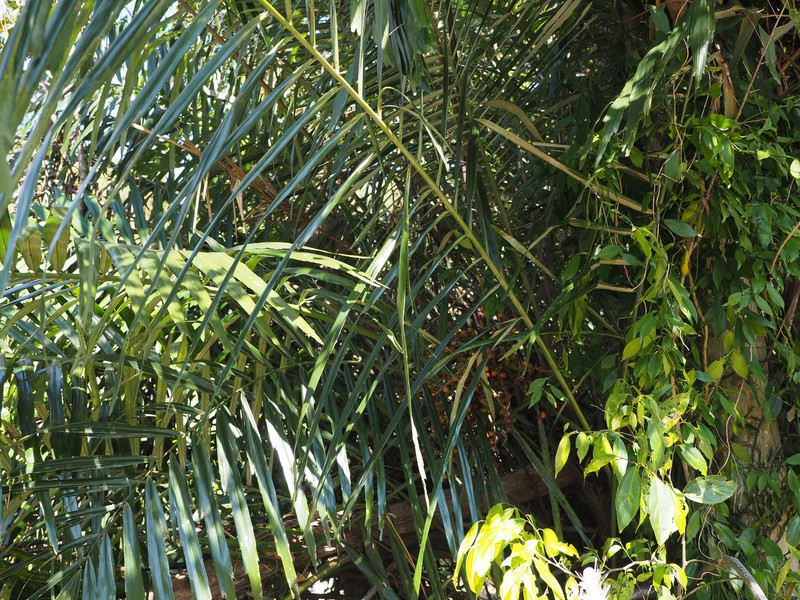 Arenga tremula photo 2