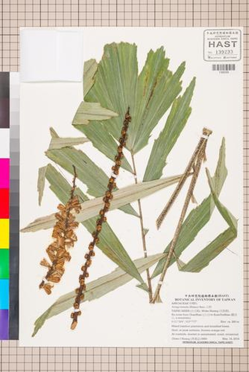 Arenga tremula photo 3