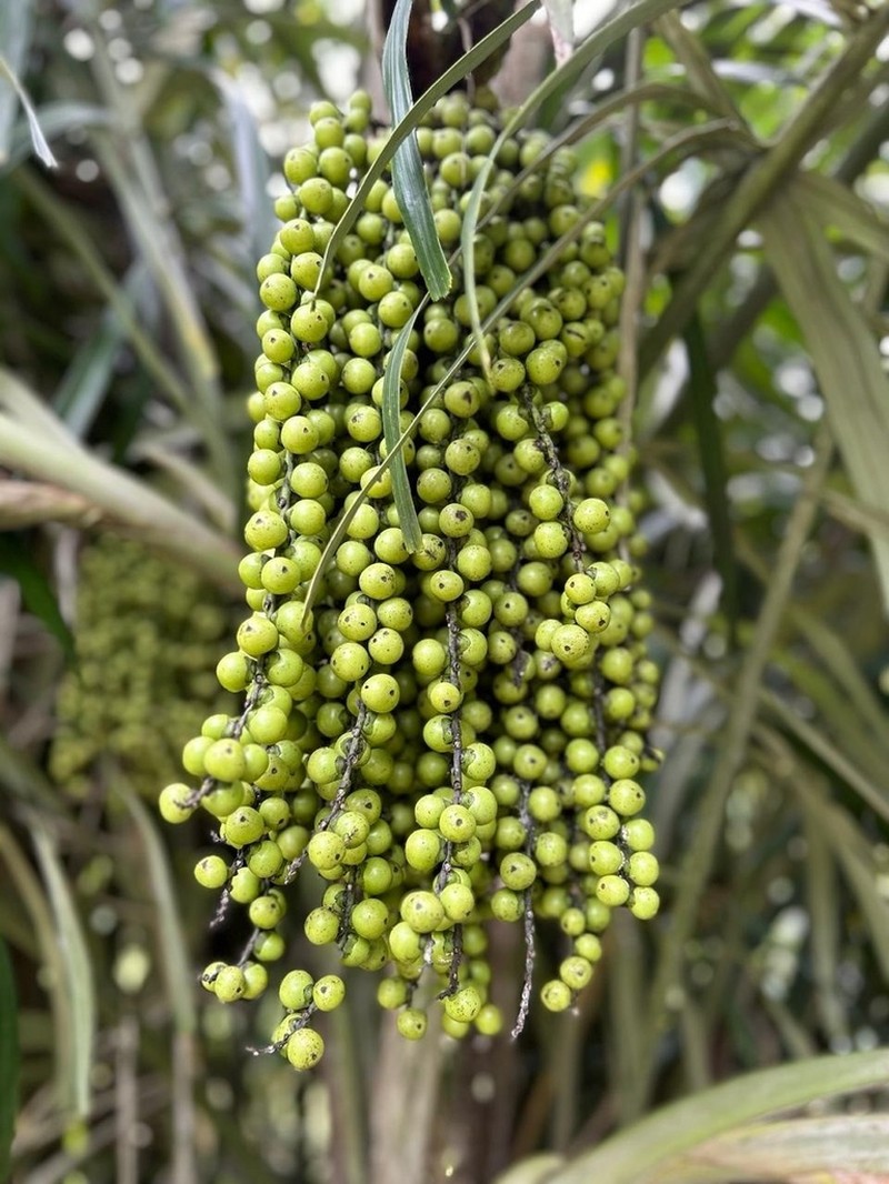 Arenga tremula