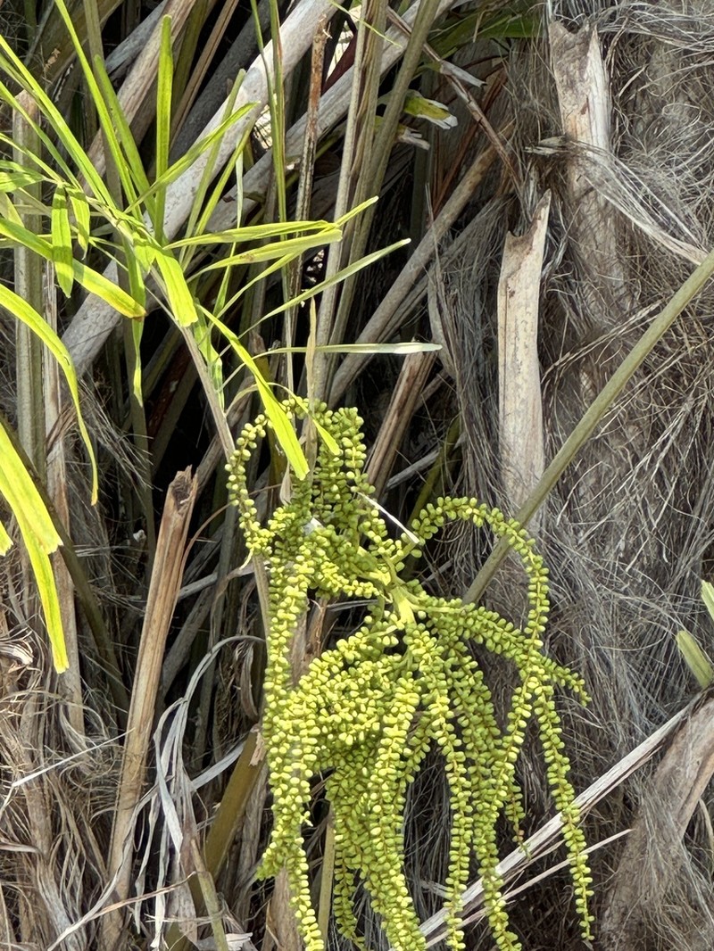 Arenga tremula photo 4