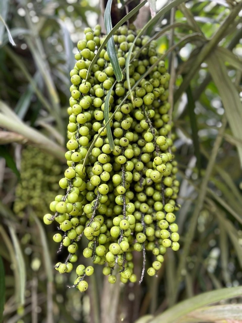 Arenga tremula photo 5