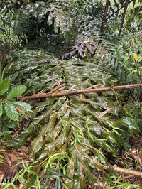 Arenga undulatifolia