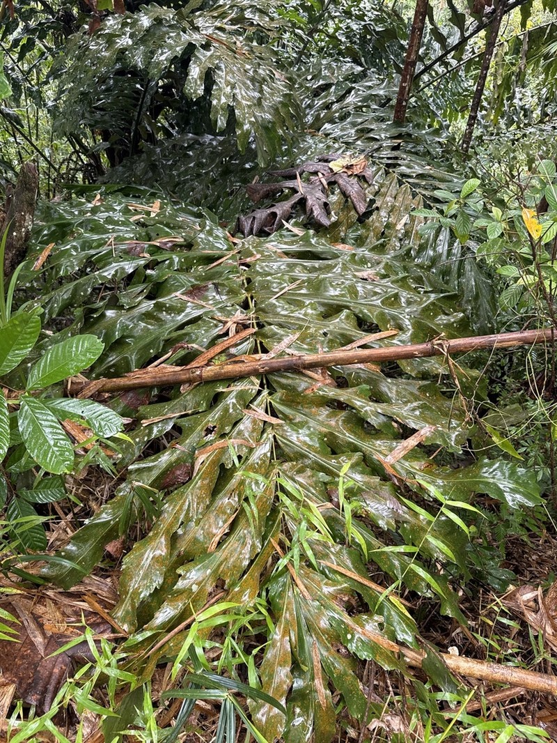 Arenga undulatifolia