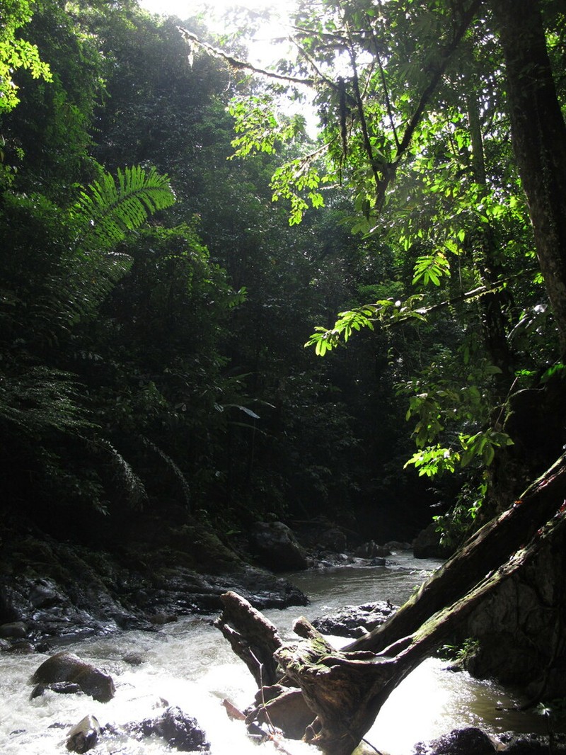 Arenga undulatifolia photo 2