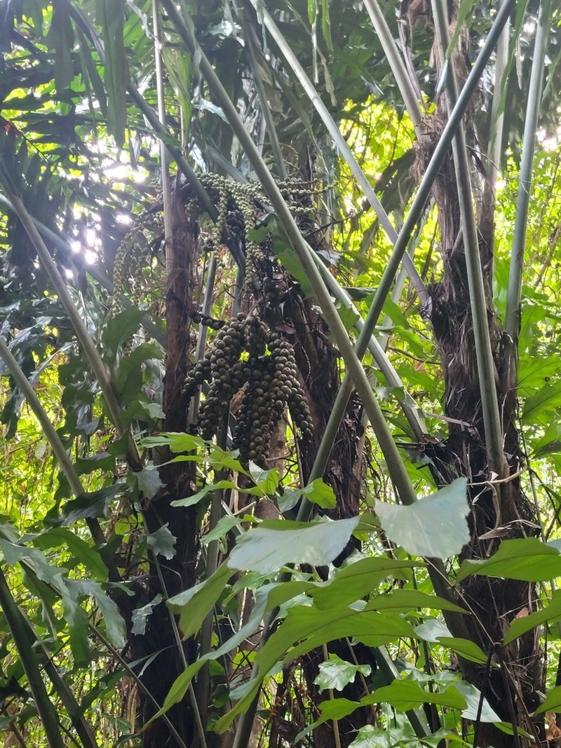 Arenga undulatifolia photo 3