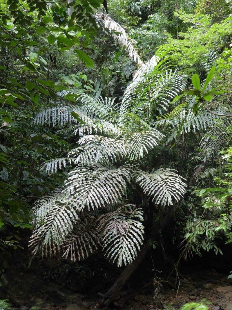 Arenga undulatifolia photo 4