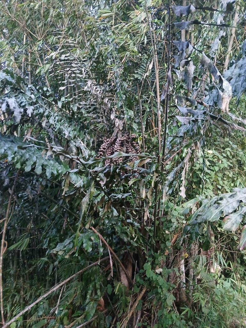 Arenga undulatifolia photo 5