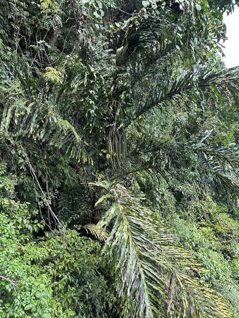 Arenga undulatifolia photo 6