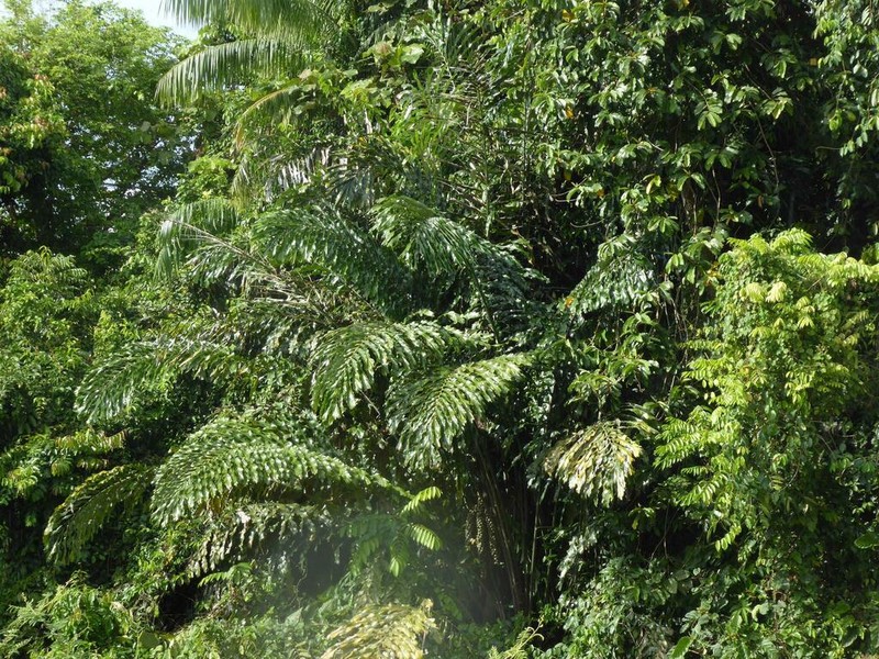 Arenga undulatifolia photo 7