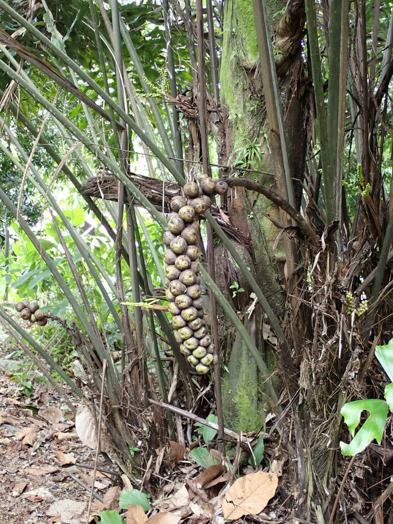 Arenga undulatifolia photo 8
