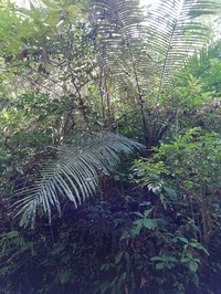 Arenga westerhoutii
