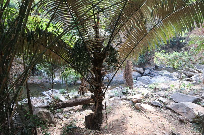 Arenga westerhoutii photo 2