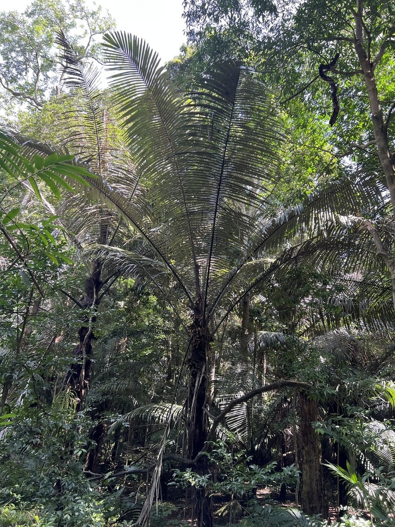 Arenga westerhoutii photo 3