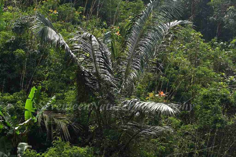 Arenga westerhoutii photo 4