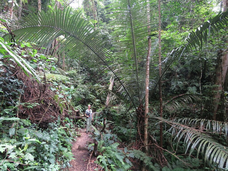 Arenga westerhoutii photo 5