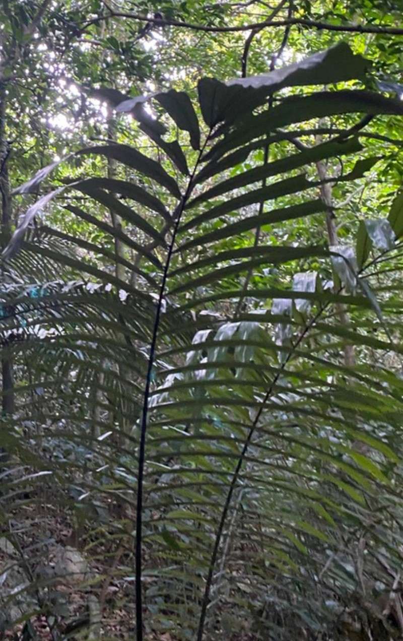 Arenga westerhoutii photo 6