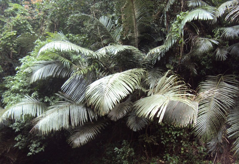 Arenga wightii