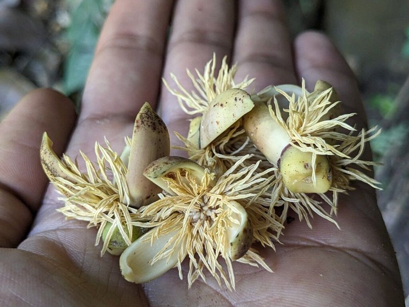 Arenga wightii photo 3