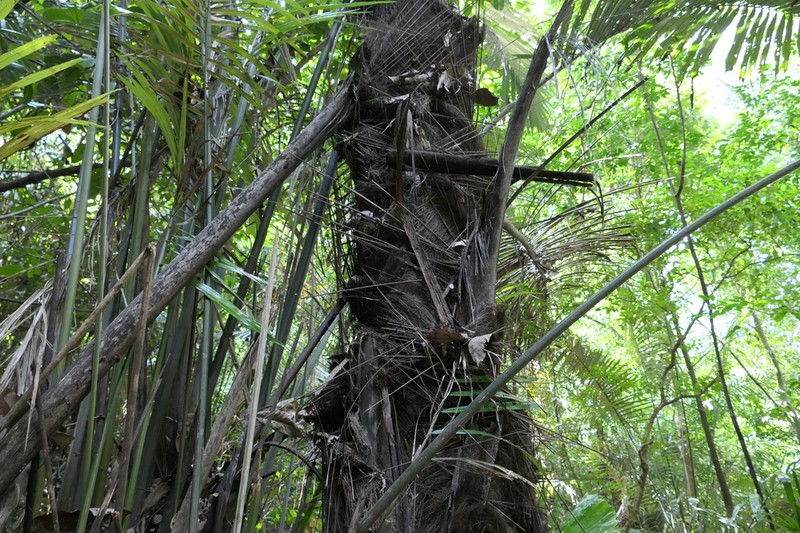 Arenga wightii photo 5