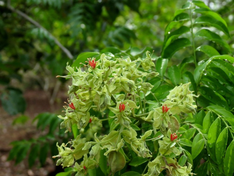 Arfeuillea arborescens