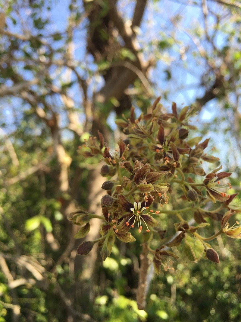 Arfeuillea arborescens photo 3