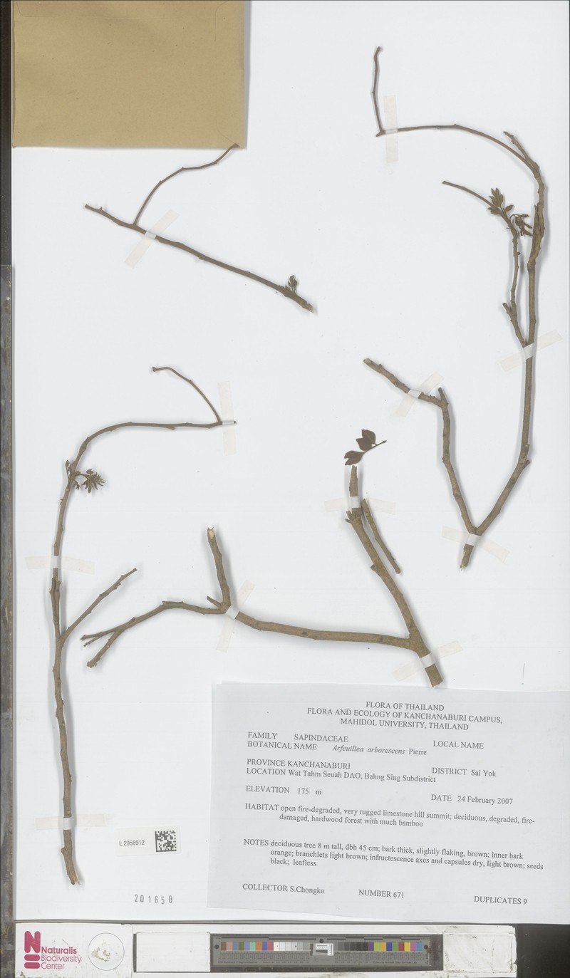 Arfeuillea arborescens photo 5