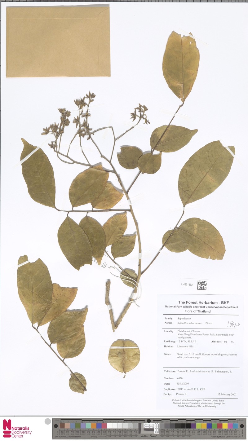 Arfeuillea arborescens photo 6