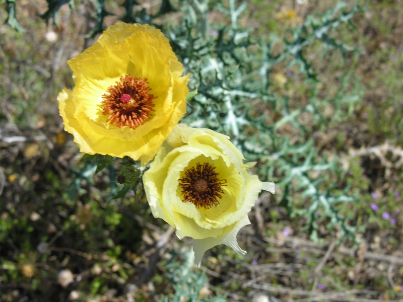 Golden Pricklypoppy
